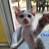 CHESTER