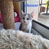 CHESTER