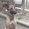SOCRATE VAA23988