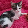 Athena [Chaton]