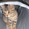 Tupac [Chaton]