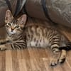Tupac [Chaton]