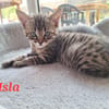 ISLA