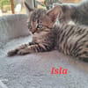 ISLA