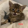 ISLA