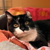 FIONA