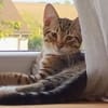 Bengal