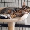 Bengal