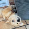 Welpe Enno sucht liebevolles Zuhause