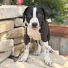 Onyx -Fröhlicher kleiner Welpe sucht sein Für-Immer-Zuhause!