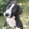 Onyx -Fröhlicher kleiner Welpe sucht sein Für-Immer-Zuhause!