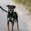 Pflegehund Paulo wartet in 49324 Melle