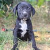 Opal -Kleiner Entdecker auf der Suche nach seiner Familie!