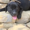 Opal -Kleiner Entdecker auf der Suche nach seiner Familie!