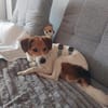 Nia auf Pflegestelle