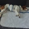 Nia auf Pflegestelle