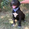 Jasper -Kleiner Entdecker sucht liebevolles Zuhause!