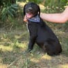 Jasper -Kleiner Entdecker sucht liebevolles Zuhause!