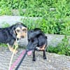 Mirtilla einfühlsame Menschen gesucht