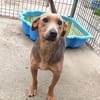 Lulu, liebenswete Hündin sucht ihr Glück