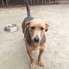 Lulu, liebenswete Hündin sucht ihr Glück