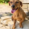 Archie (Abner) -Sensibler Rüde sucht Liebe und Geborgenheit!