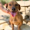 Archie (Abner) -Sensibler Rüde sucht Liebe und Geborgenheit!
