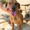 Archie (Abner) -Sensibler Rüde sucht Liebe und Geborgenheit!
