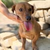 Archie (Abner) -Sensibler Rüde sucht Liebe und Geborgenheit!