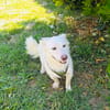 Kokonimix Theo sucht Zuhause