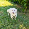 Kokonimix Theo sucht Zuhause