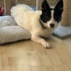 Aiden kleiner 30cm Rüde 1 Jahr alt, sucht sein Zuhause