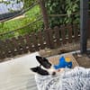 Aiden kleiner 30cm Rüde 1 Jahr alt, sucht sein Zuhause