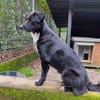 FELIX sucht ein liebevolles Zuhause