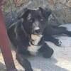 FELIX sucht ein liebevolles Zuhause