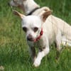 Bella - Chihuahua Seniorin sucht