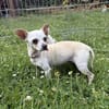 Bella - Chihuahua Seniorin sucht