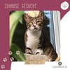 Katze Rosalia sucht ihr neues Zuhause
