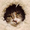 Katze Rosalia sucht ihr neues Zuhause