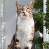 Katze Rosalia sucht ihr neues Zuhause