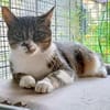 Katze Rosalia sucht ihr neues Zuhause