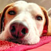 NATALE - Traumhund auf PS in Hessen