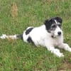 Sanfte Nele🌺 sucht liebevolles Zuhause