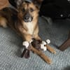 Kali - ein hübscher Quatschkopf