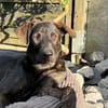 Dobby ist bereit für sein eigenes Zuhause