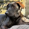 Dobby ist bereit für sein eigenes Zuhause