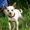 Blanca - Chihuahua Seniorin sucht