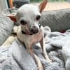Blanca - Chihuahua Seniorin sucht