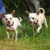 Blanca - Chihuahua Seniorin sucht