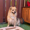 Junghund Oskar wartet auf Bewerbungen